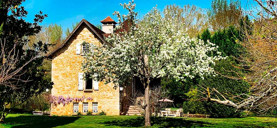 Vaches en vallée de la Dordogne