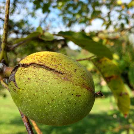 Noix du Moulin du Boisset
