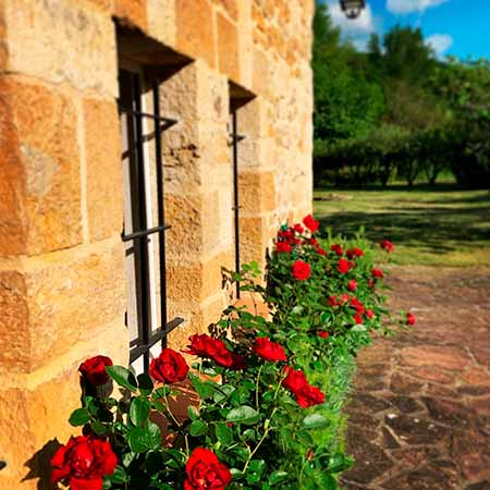 Roses du Moulin du Boisset